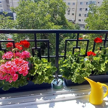 33 Coquette Apartment Baia Mare Zewnętrze zdjęcie