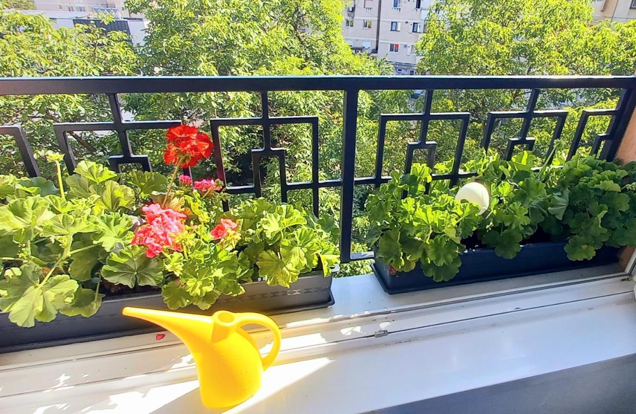 33 Coquette Apartment Baia Mare Zewnętrze zdjęcie
